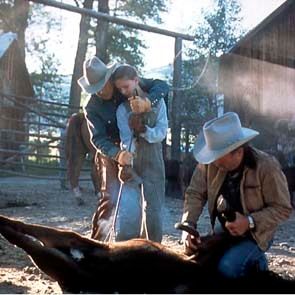 Fotoğraf Atlara Fısıldayan Adam