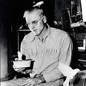 Fotoğraf Alkatraz Kuşçusu