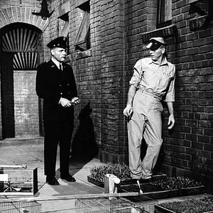 Fotoğraf Alkatraz Kuşçusu