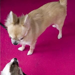 Fotoğraf Raja Gosnell