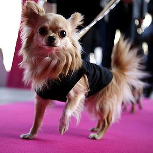 Fotoğraf Raja Gosnell