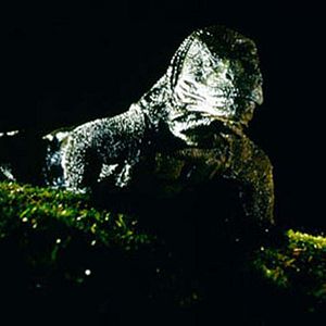 Fotoğraf Michael Lantieri