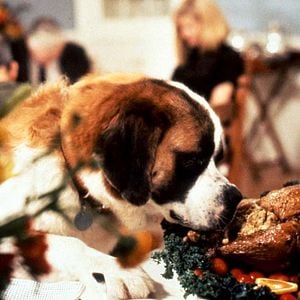 Fotoğraf Afacan Köpek Beethoven