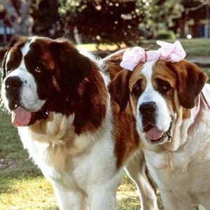 Fotoğraf Afacan Köpek Beethoven