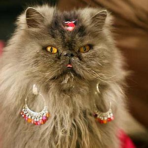 Fotoğraf Angus, Thongs and Perfect Snogging