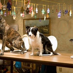 Fotoğraf Köpek Oteli