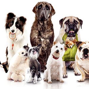 Fotoğraf Köpek Oteli