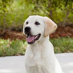 Fotoğraf David Frankel