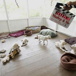 Fotoğraf David Frankel