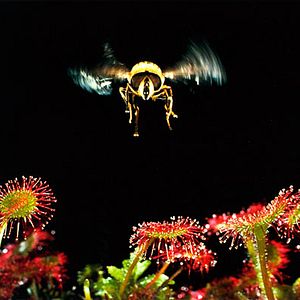 Fotoğraf Çayırın Sakinleri