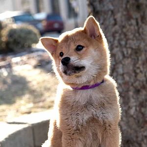 Fotoğraf Hachi: A Dog’s Tale