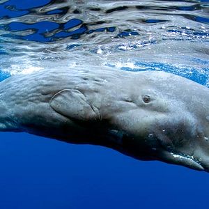 Fotoğraf Jean-Jacques Mantello