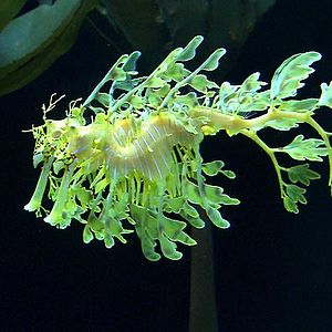 Fotoğraf François Mantello