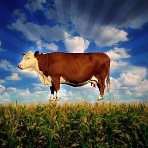 Fotoğraf Robert Kenner