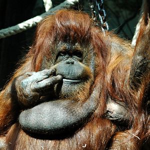 Fotoğraf Nicolas Philibert