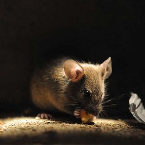 Fotoğraf Frédéric Goupil