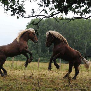 Fotoğraf Frédéric Goupil