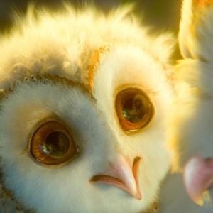 Fotoğraf Baykuş Krallığı Efsanesi