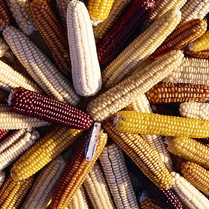 Fotoğraf Sorun Küresel, Çözüm Yerel