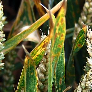 Fotoğraf Sorun Küresel, Çözüm Yerel