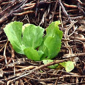 Fotoğraf Sorun Küresel, Çözüm Yerel