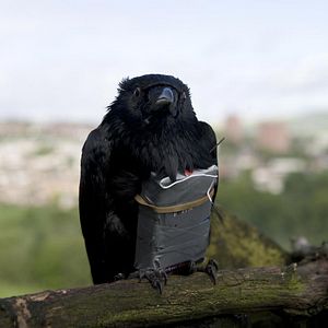 Fotoğraf Dört Aslan