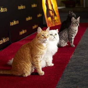 Fotoğraf Çizmeli Kedi