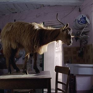 Fotoğraf Le Quattro Volte