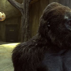 Fotoğraf Hayvan Bakıcısı