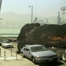 Fotoğraf Mega Shark vs Crocosaurus