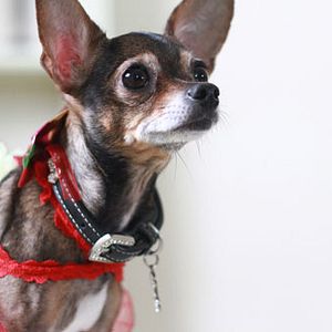 Fotoğraf Kolpaçino: Bomba