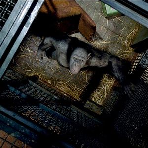 Fotoğraf Maymunlar Cehennemi: Başlangıç