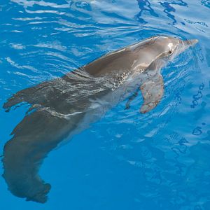 Fotoğraf Charles Martin Smith