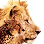 Fotoğraf Afrika Kedileri