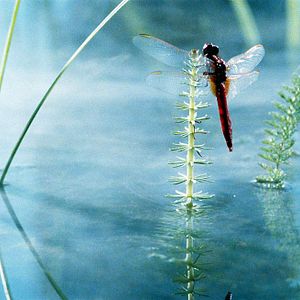 Fotoğraf Marie Pérennou