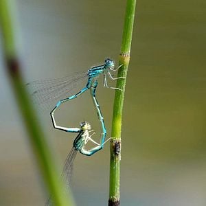 Fotoğraf Marie Pérennou