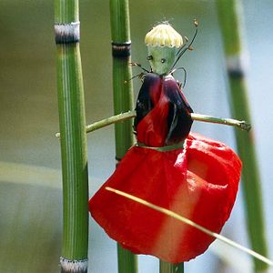 Fotoğraf Marie Pérennou