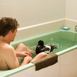 Fotoğraf Love Birds