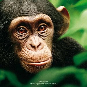 Fotoğraf Chimpanzee