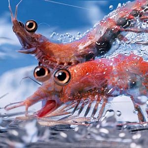 Fotoğraf Neşeli Ayaklar 2