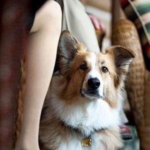 Fotoğraf Can Yoldaşım