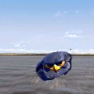 Fotoğraf Kuşlar Şehrinde Macera