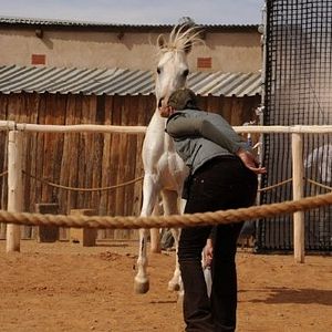 Fotoğraf Tornado and the Kalahari Horse Whisperer