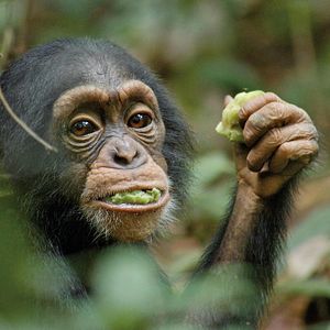 Fotoğraf Chimpanzee