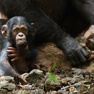 Fotoğraf Chimpanzee