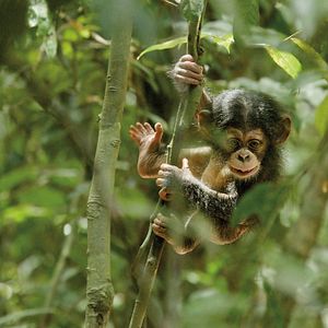 Fotoğraf Chimpanzee