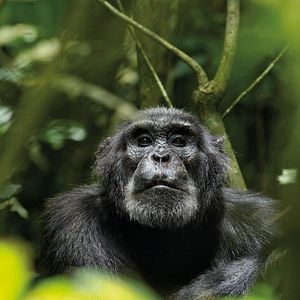 Fotoğraf Chimpanzee