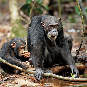 Fotoğraf Chimpanzee