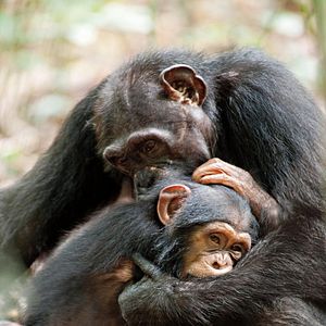 Fotoğraf Chimpanzee