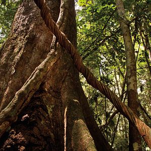 Fotoğraf Chimpanzee